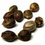 Семена марихуаны АК-47  (Seeds AK-47) в Ахтырском